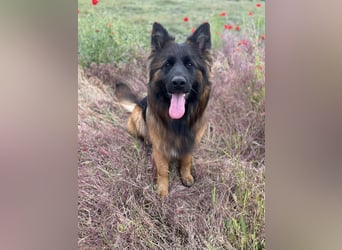 Florencia, 2 Jahre, 63cm sucht ihr für immer Zuhause