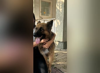 Nero, 6 Jahre, 65cm sucht seine Menschen