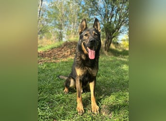 Qrock, 8 Jahre, 65cm sucht Schäfi - Liebhaber