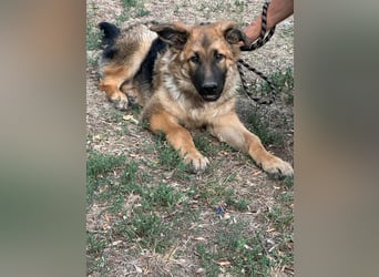 Hector, geboren 15.03.2025, 65cm sucht seine Aufgabe