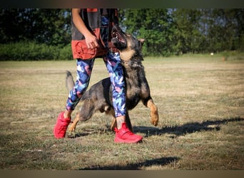 Qrock, 8 Jahre, 65cm sucht Schäfi - Liebhaber