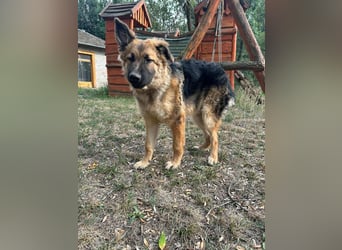 Hector, geboren 15.03.2025, 65cm sucht seine Aufgabe