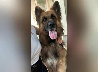 Nero, 6 Jahre, 65cm sucht seine Menschen
