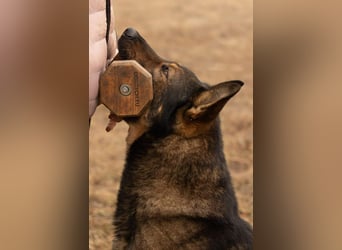 Qrock, 8 Jahre, 65cm sucht Schäfi - Liebhaber