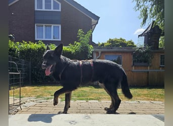Onix sucht sein Happy End