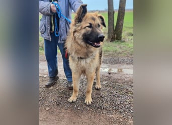 Hector, geboren 15.03.2025, 65cm sucht seine Aufgabe