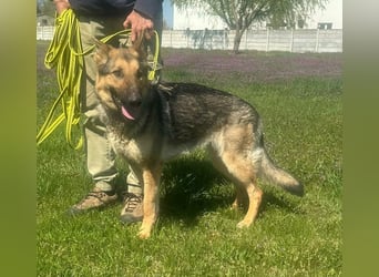 Lady, geboren 03.08.2024, 64cm sucht ihr Zuhause