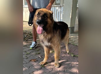 Nero, 6 Jahre, 65cm sucht seine Menschen