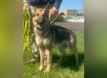 Lady, geboren 03.08.2024, 64cm sucht ihr Zuhause