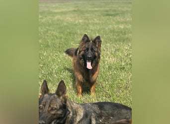 Florencia, 2 Jahre, 63cm sucht ihr für immer Zuhause