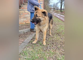 Hector, geboren 15.03.2025, 65cm sucht seine Aufgabe