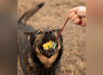 Qrock, 8 Jahre, 65cm sucht Schäfi - Liebhaber