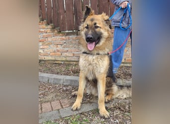 Hector, geboren 15.03.2025, 65cm sucht seine Aufgabe