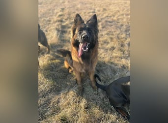 Florencia, 2 Jahre, 63cm sucht ihr für immer Zuhause