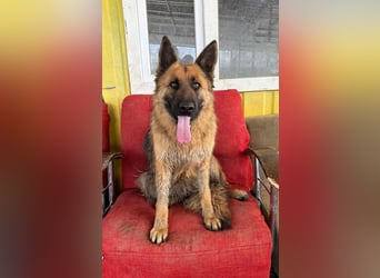 Ronja sucht ein Zuhause oder eine Pflegestelle
