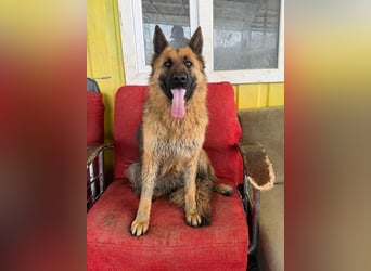 Ronja sucht ein Zuhause oder eine Pflegestelle