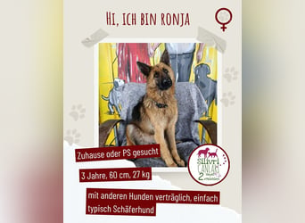 Ronja sucht ein Zuhause oder eine Pflegestelle