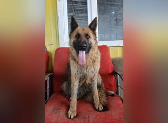 Ronja sucht ein Zuhause oder eine Pflegestelle