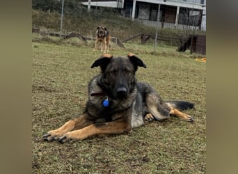 Pia eine tolle hübsche Hündin