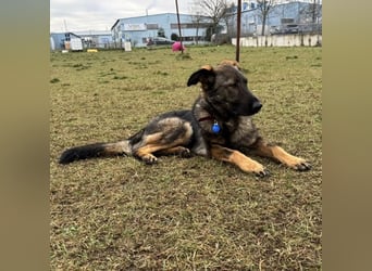 Pia eine tolle hübsche Hündin