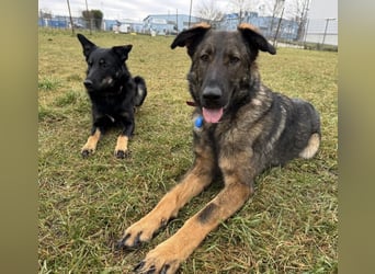 Pia eine tolle hübsche Hündin