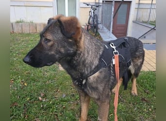 Pia eine tolle hübsche Hündin