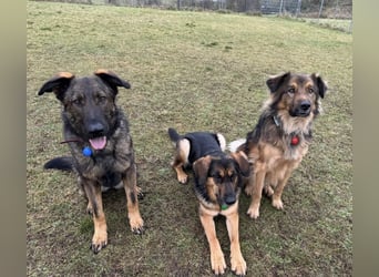 Pia eine tolle hübsche Hündin