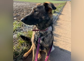 Pia eine tolle hübsche Hündin