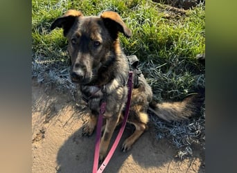 Pia eine tolle hübsche Hündin