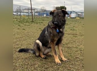 Pia eine tolle hübsche Hündin