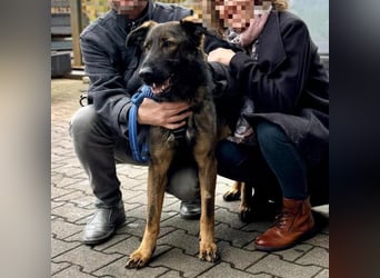 Pia eine tolle hübsche Hündin