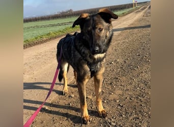 Pia eine tolle hübsche Hündin