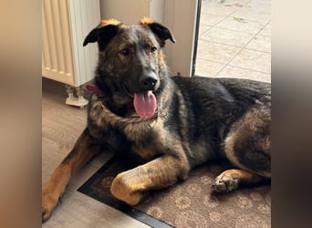 Pia eine tolle hübsche Hündin