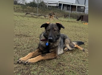 Pia eine tolle hübsche Hündin