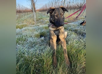 Pia eine tolle hübsche Hündin