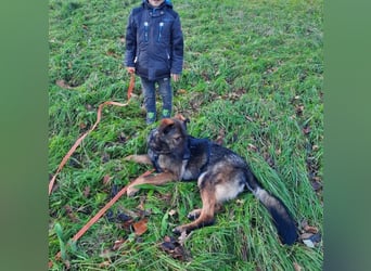 Pia eine tolle hübsche Hündin