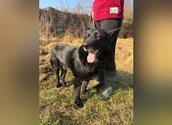 DARK - der gemütliche und gelassene Rüde sucht eine ruhige, entspannte Familie!