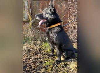 DARK - der gemütliche und gelassene Rüde sucht eine ruhige, entspannte Familie!