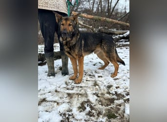 ARAMIS - der fröhliche, anhängliche Rüde freut sich auf eine Familie die ihn liebt und fordert