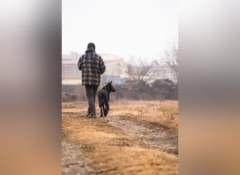 ERIC - freundlicher, neugieriger und gelehriger Rüde sucht Menschen für gemeinsame Abenteuer