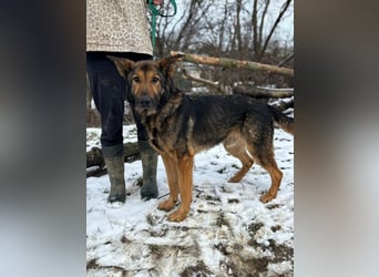 ARAMIS - der fröhliche, anhängliche Rüde freut sich auf eine Familie die ihn liebt und fordert