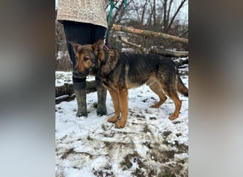 ARAMIS - der fröhliche, anhängliche Rüde freut sich auf eine Familie die ihn liebt und fordert