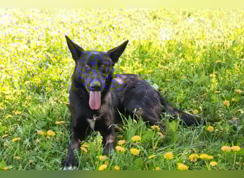 ERIC - freundlicher, neugieriger und gelehriger Rüde sucht Menschen für gemeinsame Abenteuer