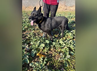 DARK - der gemütliche und gelassene Rüde sucht eine ruhige, entspannte Familie!