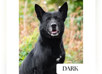 DARK - der gemütliche und gelassene Rüde sucht eine ruhige, entspannte Familie!