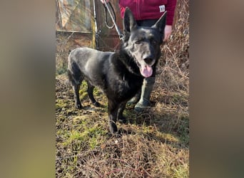 DARK - der gemütliche und gelassene Rüde sucht eine ruhige, entspannte Familie!