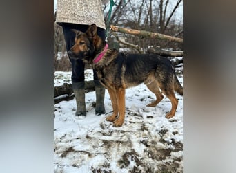 ARAMIS - der fröhliche, anhängliche Rüde freut sich auf eine Familie die ihn liebt und fordert