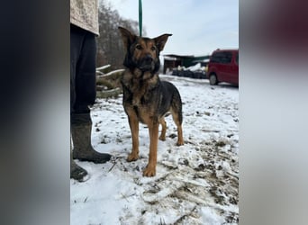 ARAMIS - der fröhliche, anhängliche Rüde freut sich auf eine Familie die ihn liebt und fordert