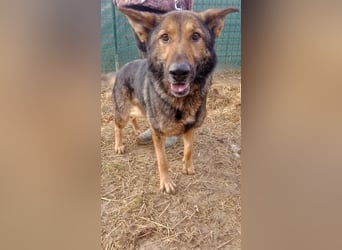 ARAMIS - der fröhliche, anhängliche Rüde freut sich auf eine Familie die ihn liebt und fordert