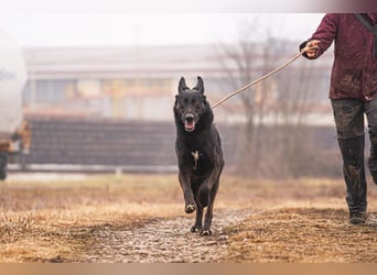 ERIC - freundlicher, neugieriger und gelehriger Rüde sucht Menschen für gemeinsame Abenteuer